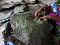 Villagers of a tribal community collecting Siali leafs and stitch it before to supply to the market at an under developed district of easter...