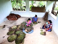 Villagers of a tribal community collecting Siali leafs and stitch it before to supply to the market at an under developed district of easter...