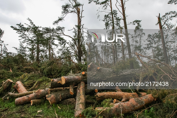 Fallen during the tragic storm trees are seen in Trzebun, northern Poland on 8 September 2017 . EU Parilament members visited areas affected...