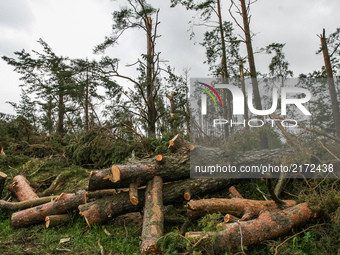 Fallen during the tragic storm trees are seen in Trzebun, northern Poland on 8 September 2017 . EU Parilament members visited areas affected...