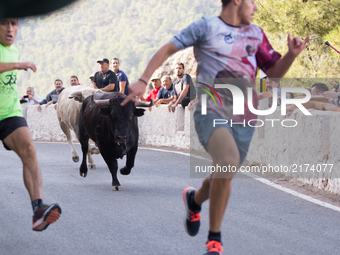 Fighting bulls during the second bull run of the popular festival on Aýna (Albacete), southeast Spain on September 6, 2017 (