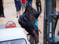 Fighting bull is transported to the slaughterhouse after his death, during the second bull run of the popular festival on Aýna (Albacete), s...