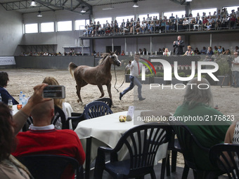The 2nd Cracow Arabian Horse Show and Auction in the 