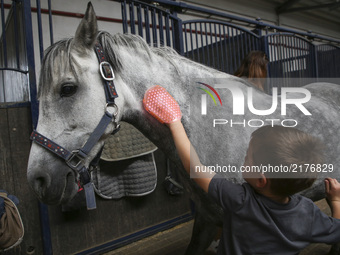A boy cleaning a horse in a stable during the 2nd Cracow Arabian Horse Show and Auction in the 