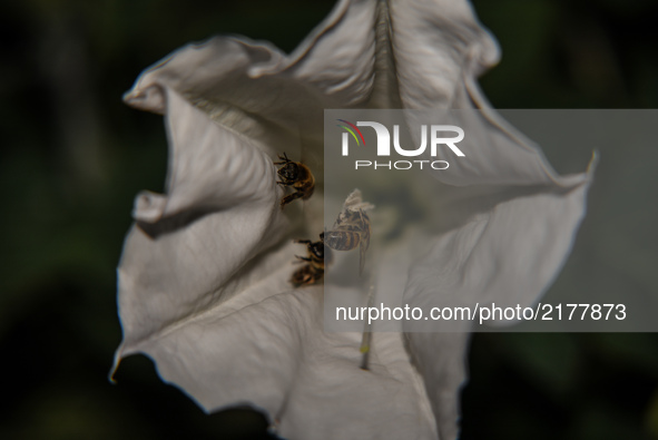 Bees collecting Pollen in blossoms in Nea Artaki on Euboea on September 10, 2017