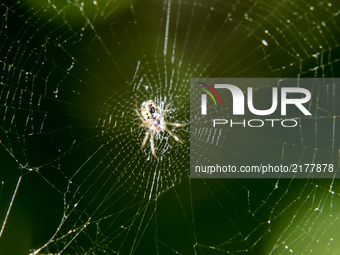 Arachnid in a web in Artaki on Euboea in September 2017(