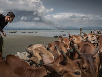 Smoke is seen on Myanmar's side of border and Cows from the Rakhain villages wait after crossing the Naf river; Teknaf, Bangladesh. Septembe...