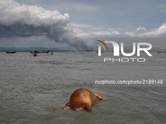 A dead cow from Myanmar is found floating at the shore of Naf river on the Bangladesh side and Smoke is seen on Myanmar's side of border. Sh...