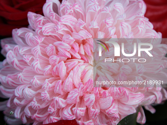 Close-up of a pink and white Chrysanthemum flower. (