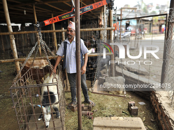 A vendor weighing to sell their goats for the Dashain, the biggest religious festival of Hindus in Nepal, on Wednesday, September 20, 2017 a...