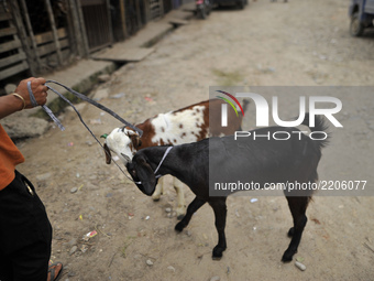 A man hold his goats to sell for the Dashain, the biggest religious festival of Hindus in Nepal on Wednesday, September 20, 2017 at livestoc...