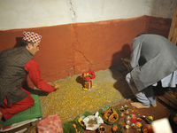 Nepalese Priests spreading barley seeds to grow as 'Jamara', a religious holy flower as the offering of Goddess Durga during the Gatasthapan...