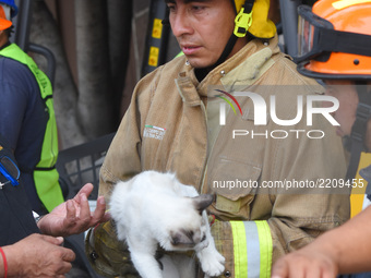 A fireman is seen after  the rescue of a cat who was under rubble  for  the 7.1 magnitude earthquake occurred, at lest 273 people has confir...