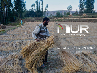 A Kashmiri farmers carries lumps of grass to make hay bales in a paddy field during harvesting season  on September 22, 2017 in Budgam, west...