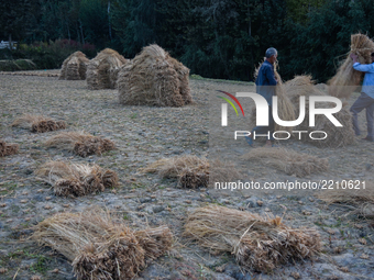 Kashmiri farmers carry lumps of grass to make hay bales in a paddy field during harvesting season  on September 22, 2017 in Budgam, west  of...