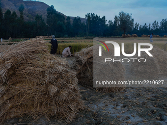 Kashmiri farmers harvest paddy in a field during harvesting season on September 22, 2017 in Budgam, west of Srinagar, the summer capital of...