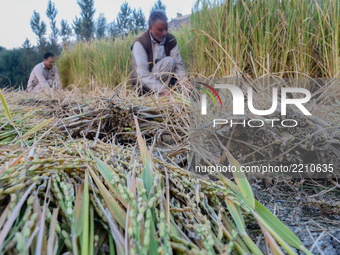 A Kashmiri farmers harvest paddy in a field during harvesting season on September 22, 2017 in Budgam, west of Srinagar, the summer capital o...