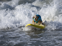 A surfing dog rides a wave during the Surf City Surf Dog competition in Huntington Beach California on September 23, 2017. Over 40 dogs from...