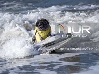 Brandy the Pug rides a wave during the Surf City Surf Dog competition in Huntington Beach California on September 23, 2017. Over 40 dogs fro...