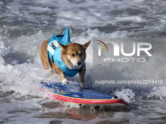 Jojo, a Corgi surf dog, rides a wave during the Surf City Surf Dog competition in Huntington Beach California on September 23, 2017. Over 40...