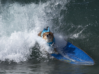 Jojo the surf dog rides a wave during the Surf City Surf Dog competition in Huntington Beach California on September 23, 2017. Over 40 dogs...