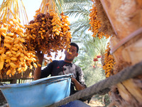 A Palestinian farmer harvests dates from a palm tree in Dair Al Balah in the central Gaza Strip on  October 4, 2017.  (