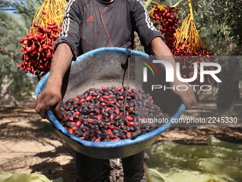 A Palestinian farmer harvests dates from a palm tree in Dair Al Balah in the central Gaza Strip on  October 4, 2017.  (