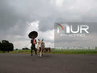 A villager holds his hand made traditional umbrella and walks on the village road as he keep watches towards cattle, grazzing in the green f...