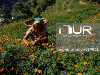 A Nepalese woman picks marigold flower to sell in the market for the Tihar, festival of lights and flower in Kathmandu, Nepal on October 18,...