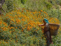 A Nepalese woman picks marigold flower to sell in the market for the Tihar, festival of lights and flower in Kathmandu, Nepal on October 18,...
