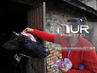 Nepalese devotee worshiping a cow during Cow Festival as the procession of Tihar or Deepawali and Diwali celebrations at Kathmandu, Nepal on...