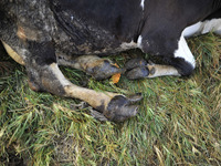 A injured leg of a cow before worshiping a cow during Cow Festival as the procession of Tihar or Deepawali and Diwali celebrations at Kathma...