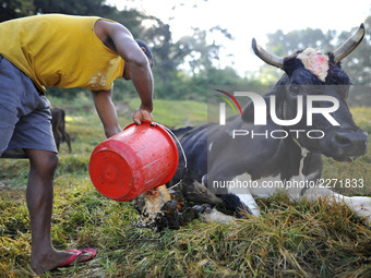 A man cleans the injured leg of a cow before worshiping a cow during Cow Festival as the procession of Tihar or Deepawali and Diwali celebra...