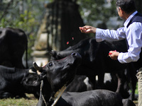 A man worshiping by offering flower towards a cow during Cow Festival as the procession of Tihar or Deepawali and Diwali celebrations at Kat...