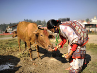 A woman offering food towards a cow during Cow Festival as the procession of Tihar or Deepawali and Diwali celebrations at Kathmandu, Nepal...