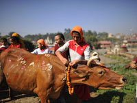 Young Nepalese hindu priests offering marigold flower towards a cow during Cow Festival as the procession of Tihar or Deepawali and Diwali c...
