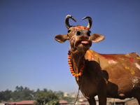 A Cow with colors and marigold flower garland after ritual puja on Cow worship day celebrated as the procession of Tihar or Deepawali and Di...