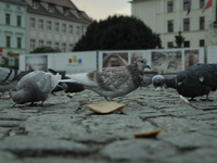 A dove and a piece of stale bread are seen on the Old Market Square on 19 October, 2017. (