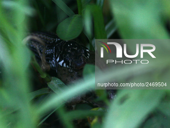 Java Rice Frog (Microhyla achatina) is trying to escape when the Painted Bronzeback snake tried to prey on him, in one of the rice fields in...