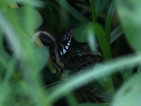 Java Rice Frog (Microhyla achatina) is trying to escape when the Painted Bronzeback snake tried to prey on him, in one of the rice fields in...