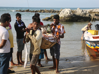 Tamil fishermen unload their catch of fish in Point Pedro, Jaffna, Sri Lanka. (