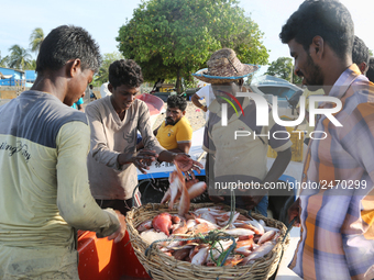 Tamil fishermen unload their catch of fish in Point Pedro, Jaffna, Sri Lanka.  (