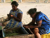The wives of Tamil fisherman attach fishing line to hooks and bait them with squid in Point Pedro, Jaffna, Sri Lanka.  (