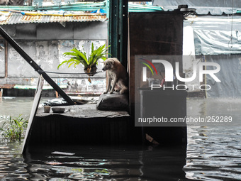 A dog stranded on a makeshift table submerged in flood water caused by tropical storm Fung Wong inside a wet and dry market in Manila, Phili...
