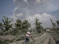 A farmer try to clean a potato tree use from a volcanic in Gamber village in Karo regency watches Mount Sinabung erupt in Indonesia's North...