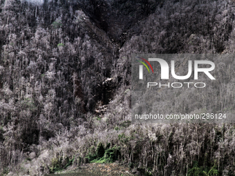 A view showing the trees caught fire after the eruption of volcanic material from Mount Sinabung in Karo, North Sumatra, Indonesia, October...