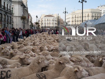 Sheep are mustered through the city center to promote the conservation of the ancient paths of migration dating back some 8,000 years on Nov...