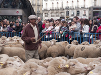 Sheep are mustered through the city center to promote the conservation of the ancient paths of migration dating back some 8,000 years on Nov...