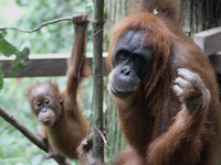 A Sumatran Orangutan (Pongo abelii) with his son is in the forest area of Gunung Leuser National Park, Langkat, Sumatra, Indonesia, on Tuesd...