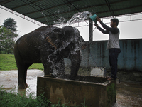 Guard Wildlife Areas (Medan Zoo) clears the muddy body of Neneng, A Sumatran elephant has aged 33 years in Medan, North Sumatra, Indonesia,...